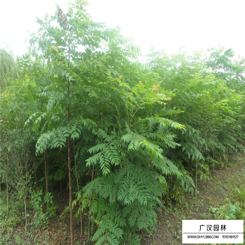 苦楝產地