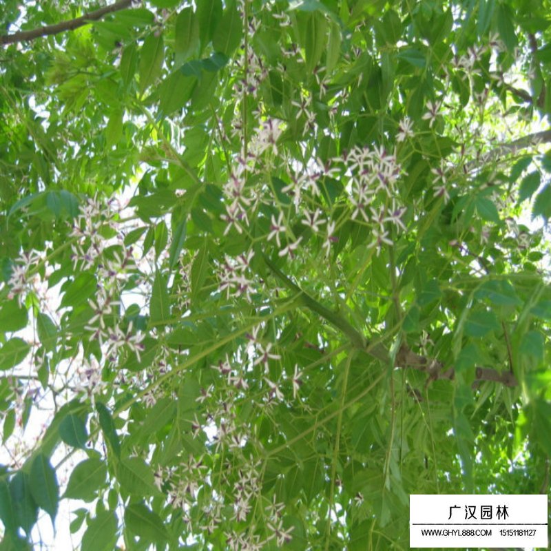 苦楝產地