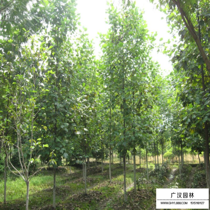 北美鵝掌楸產地