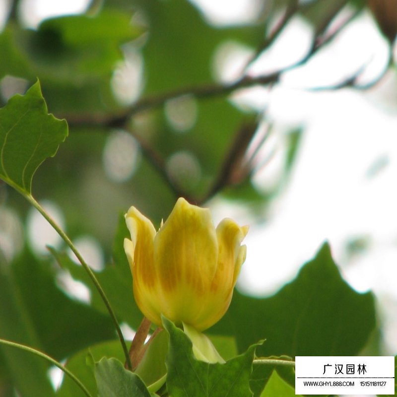 北美鵝掌楸產地
