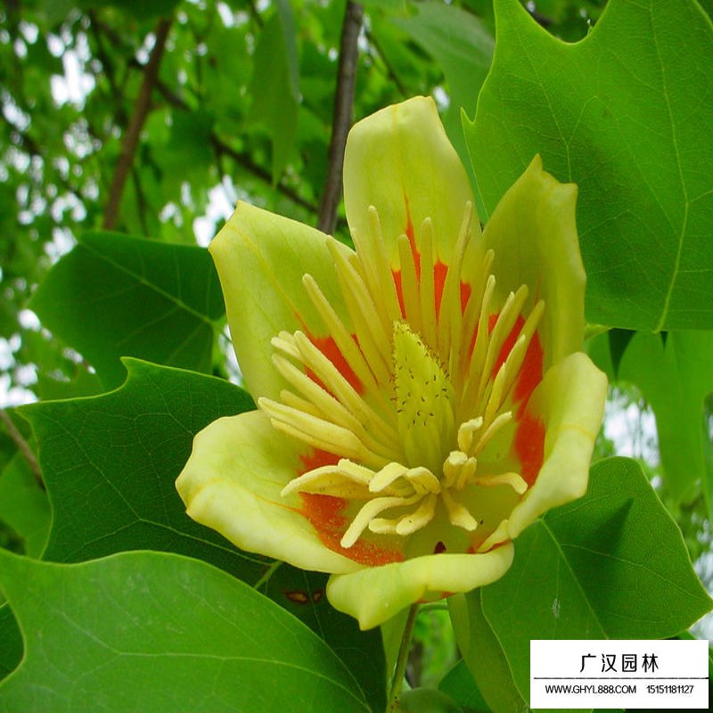 北美鵝掌楸產地