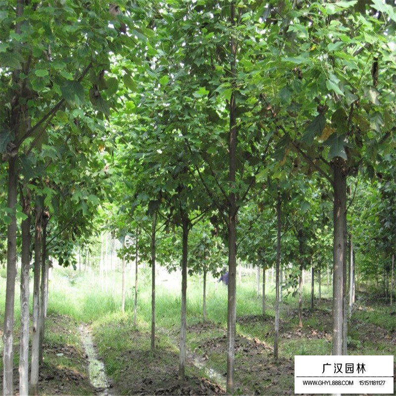 北美鵝掌楸產地