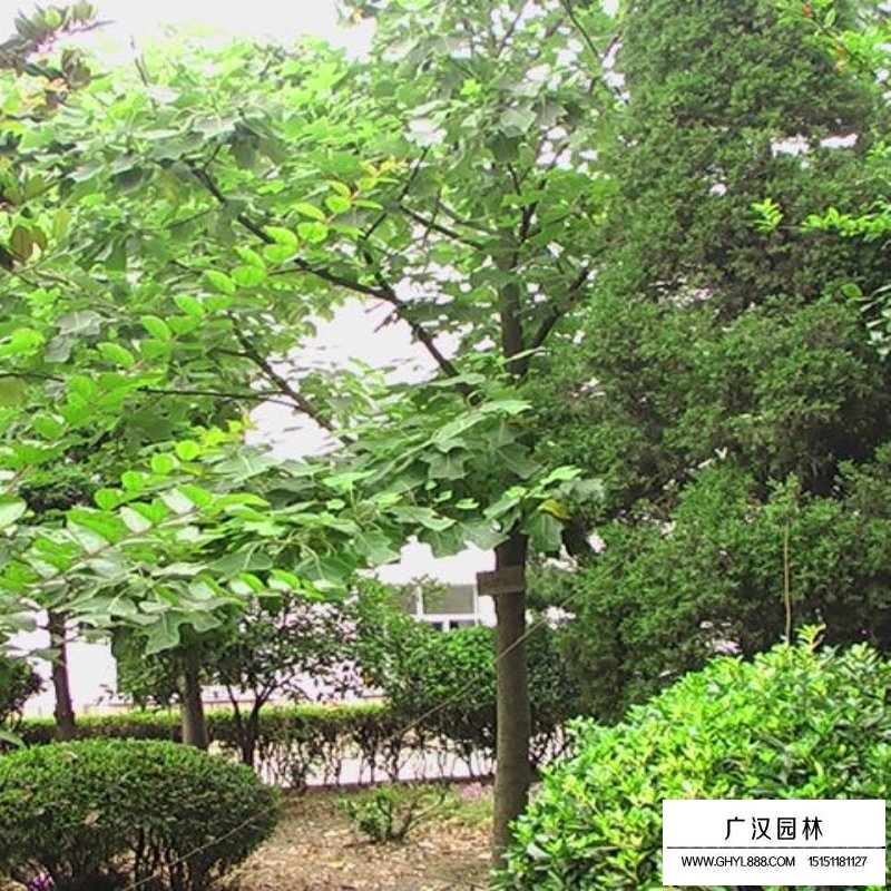 北美鵝掌楸產地