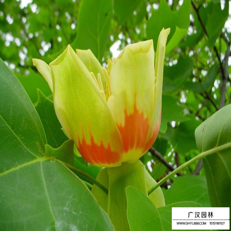 北美鵝掌楸產地