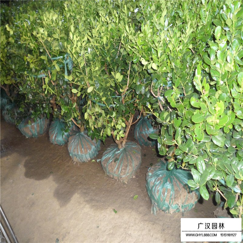 枸骨價格