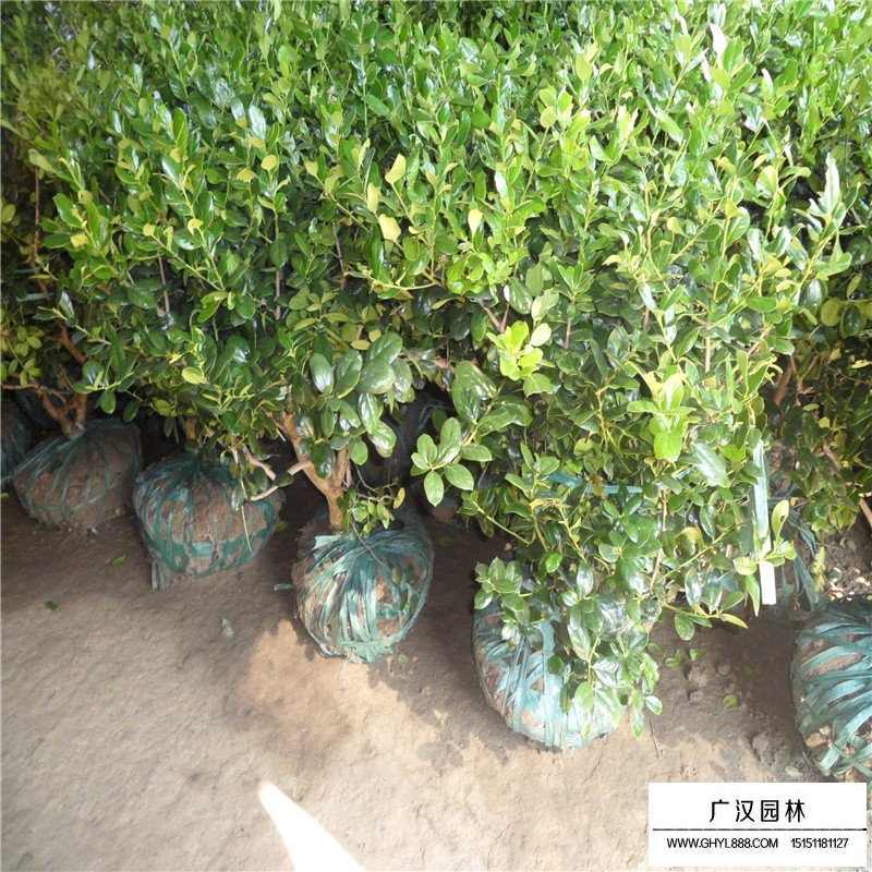 枸骨價格