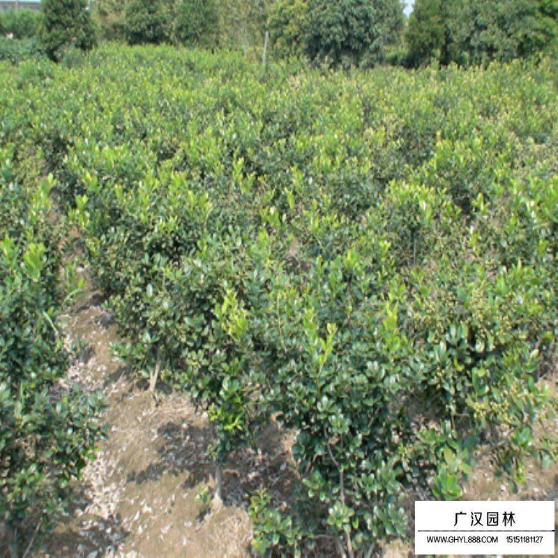 枸骨價格