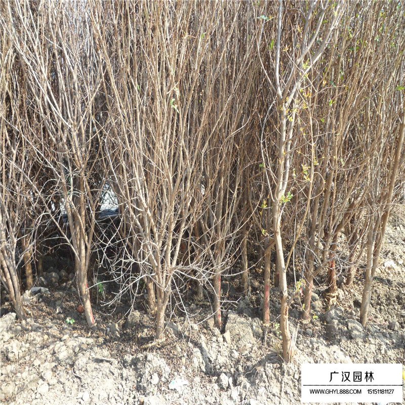 花石榴價格