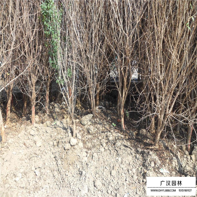 花石榴價格