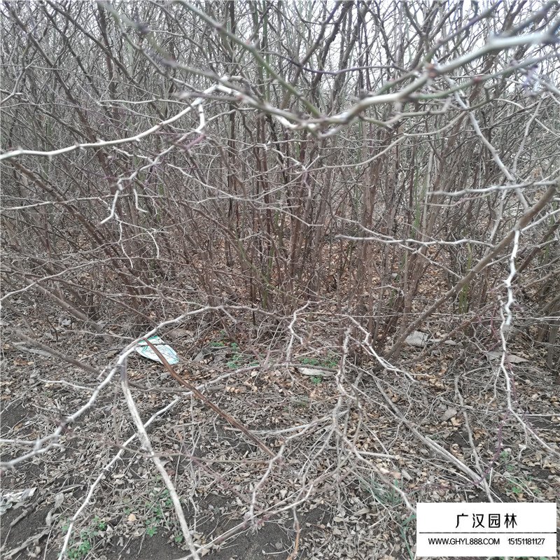 黃刺玫產地