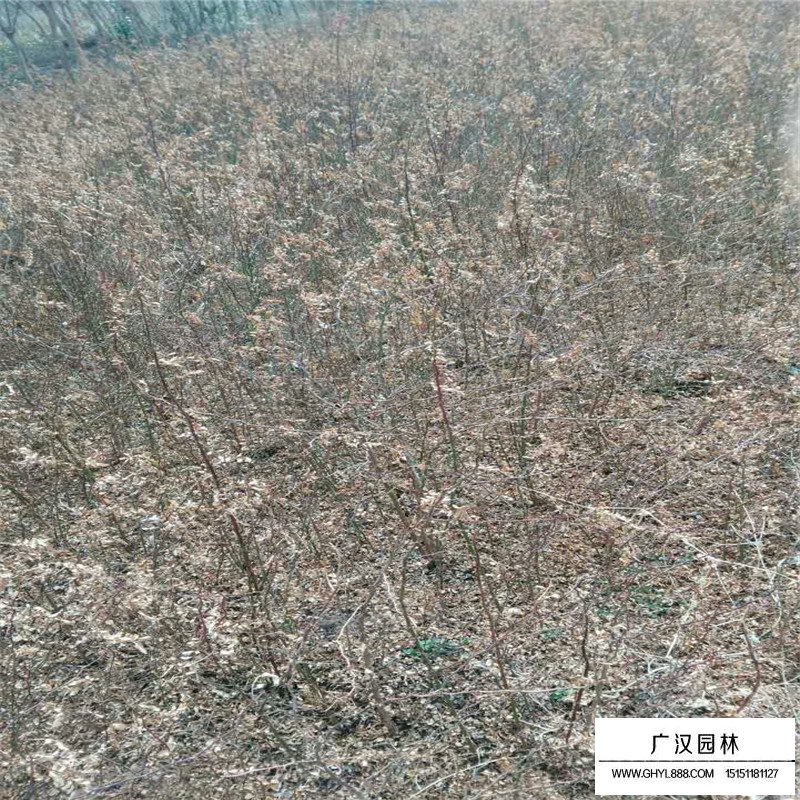 黃刺玫產地