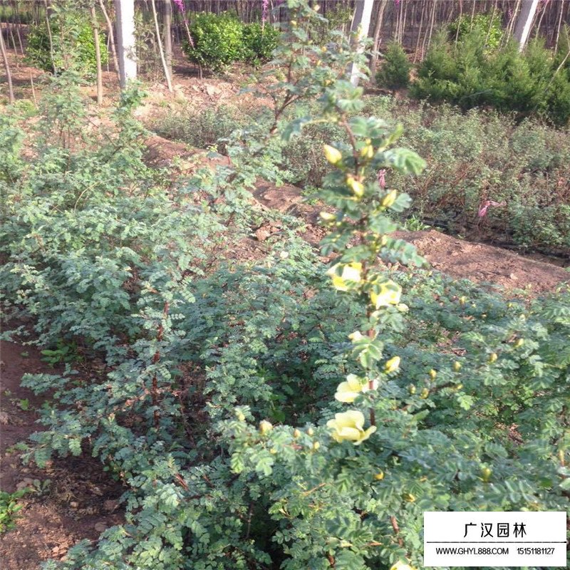 黃刺玫產地