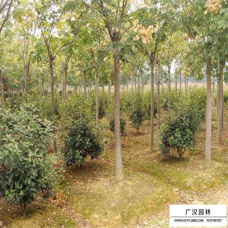 黃山欒樹價格