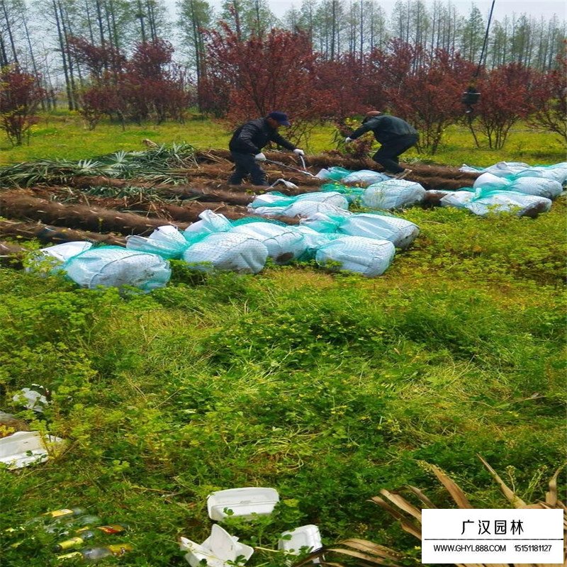 棕櫚樹價格