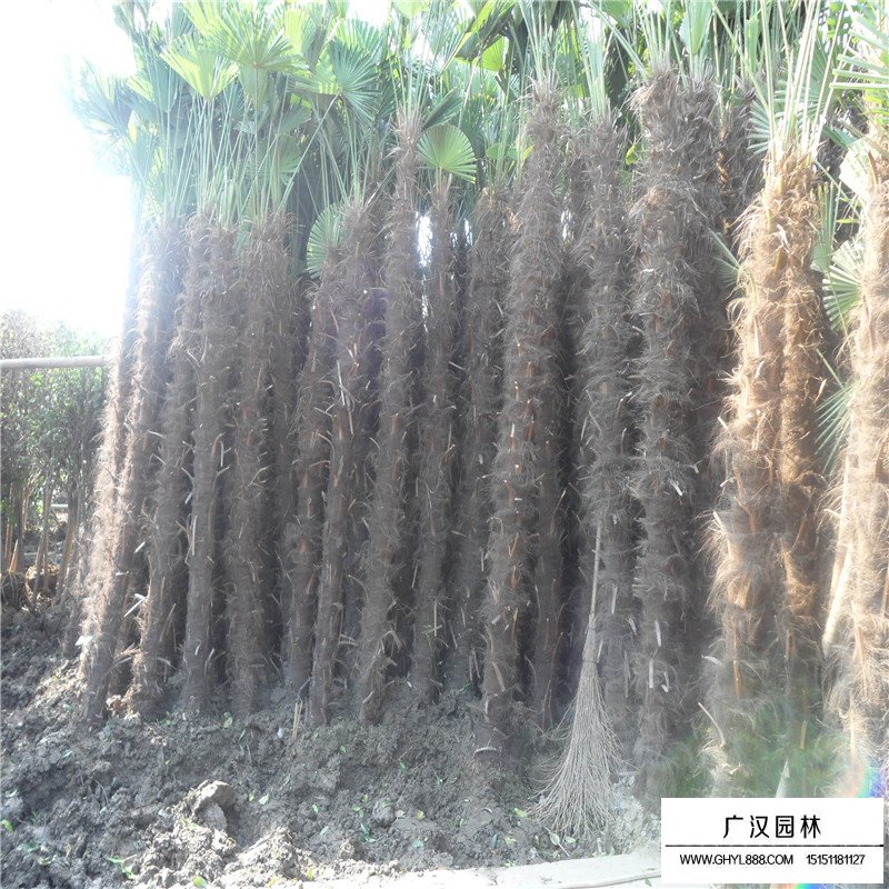棕櫚樹價格