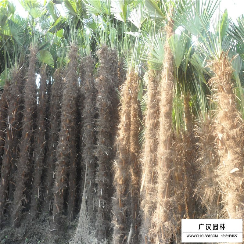 棕櫚樹價格