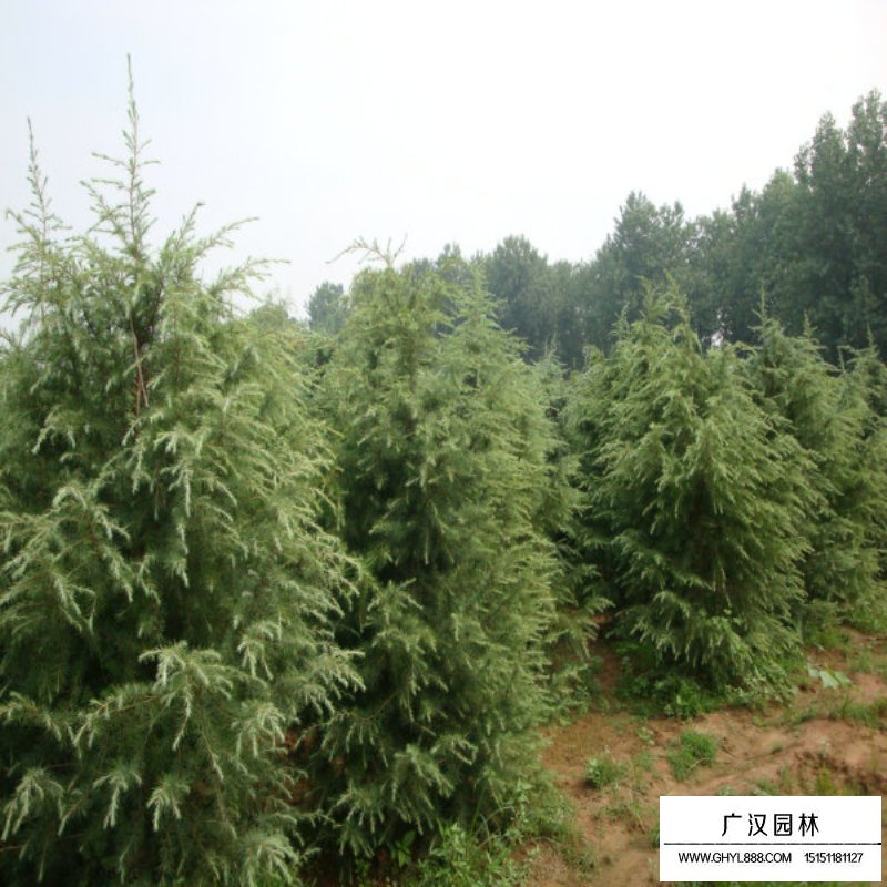 雪松價格
