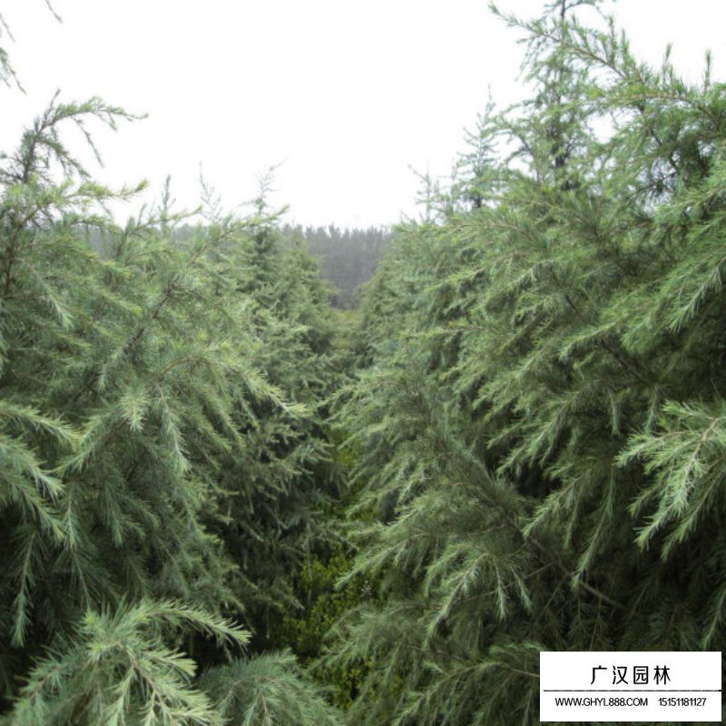 雪松價格