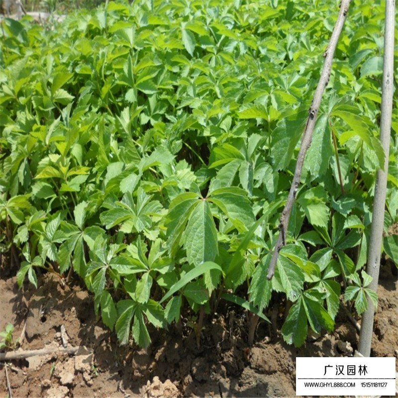 五葉地錦產地