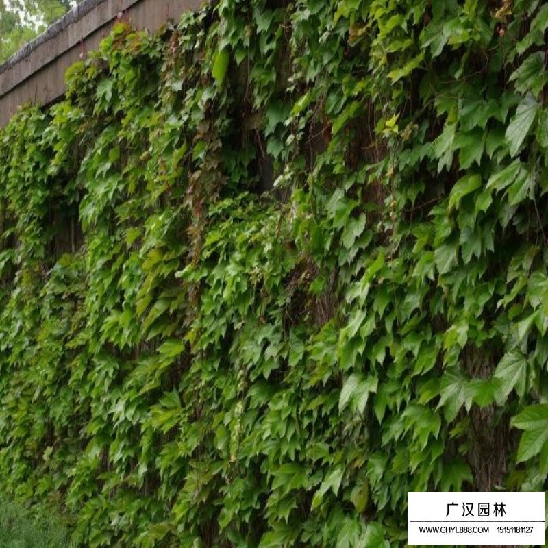 五葉地錦產地