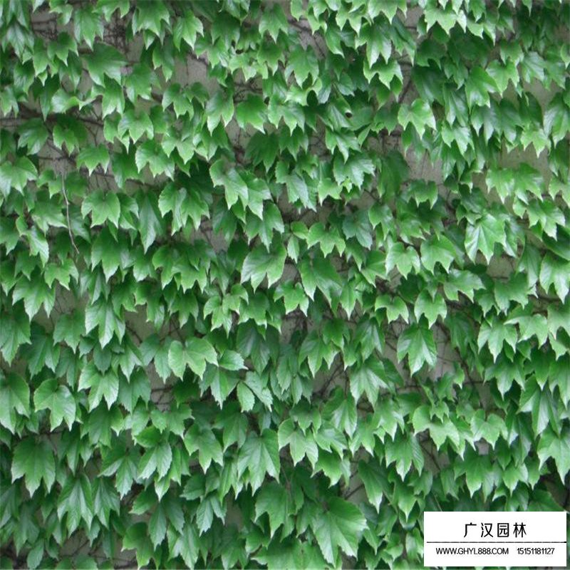 五葉地錦產地