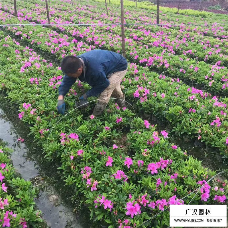 毛鵑產地