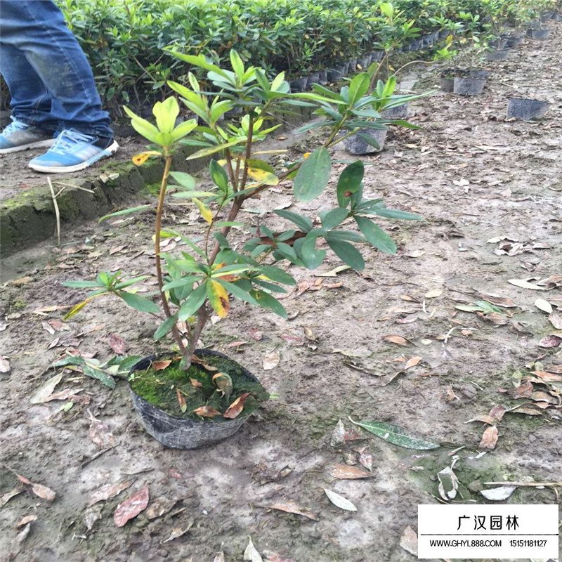 毛鵑產地