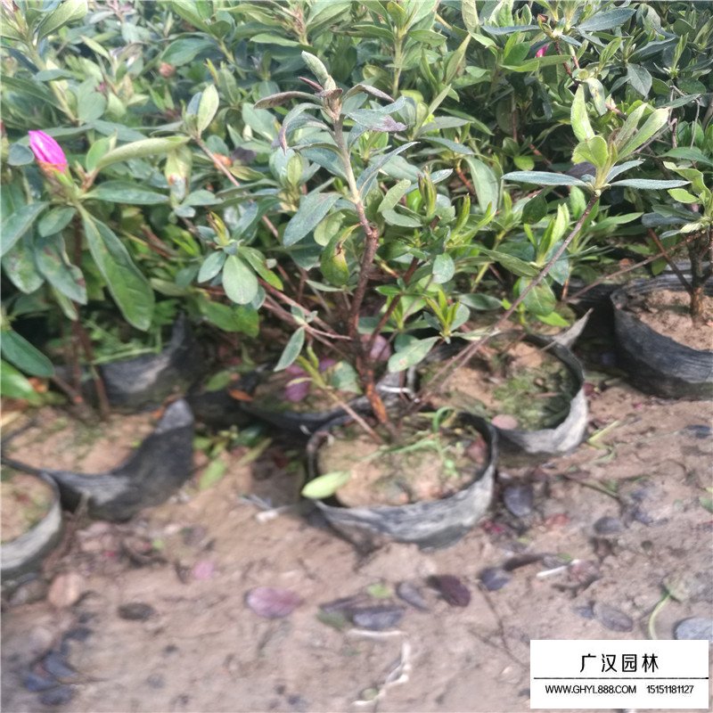 毛鵑產地