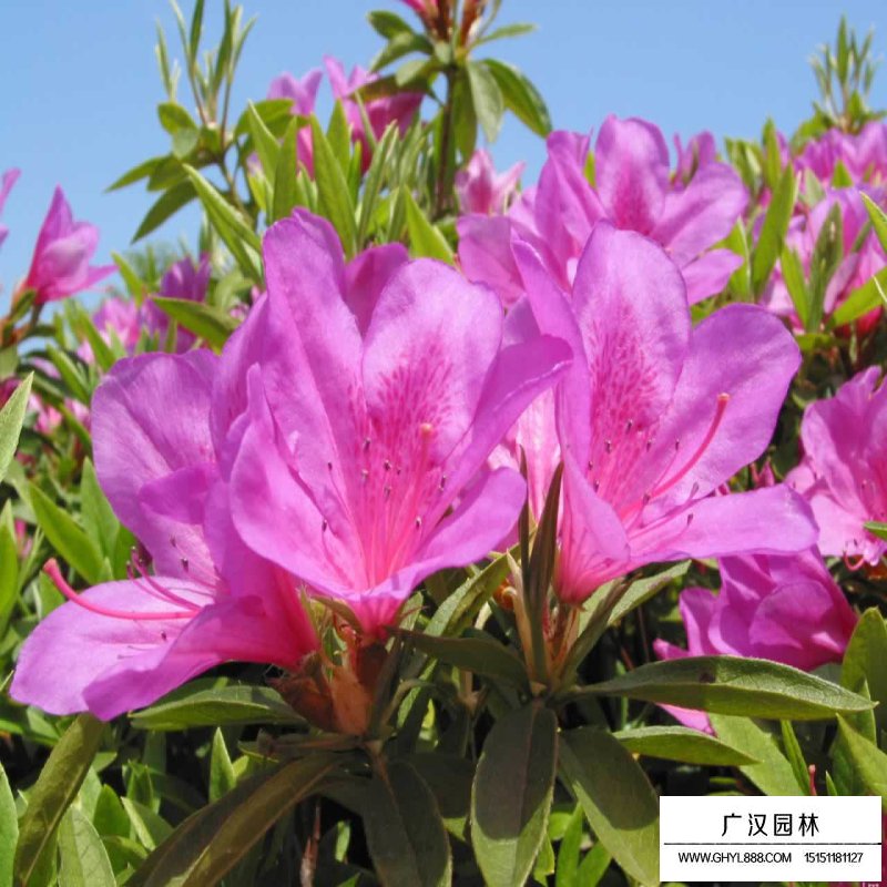 毛鵑產地