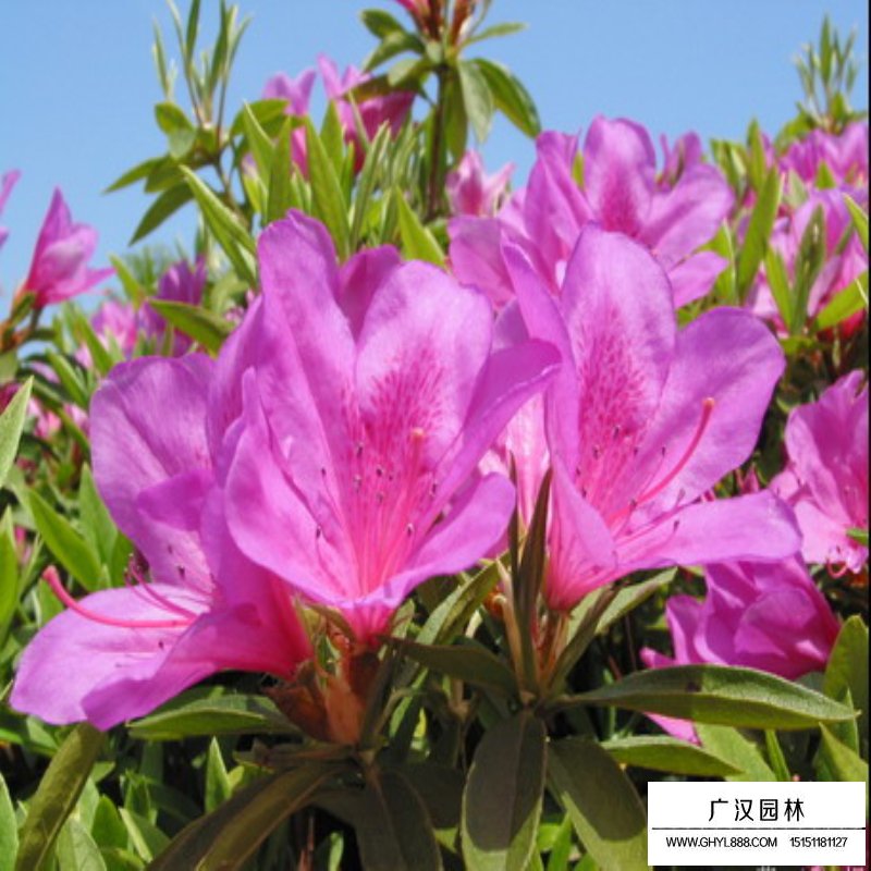 毛鵑產地