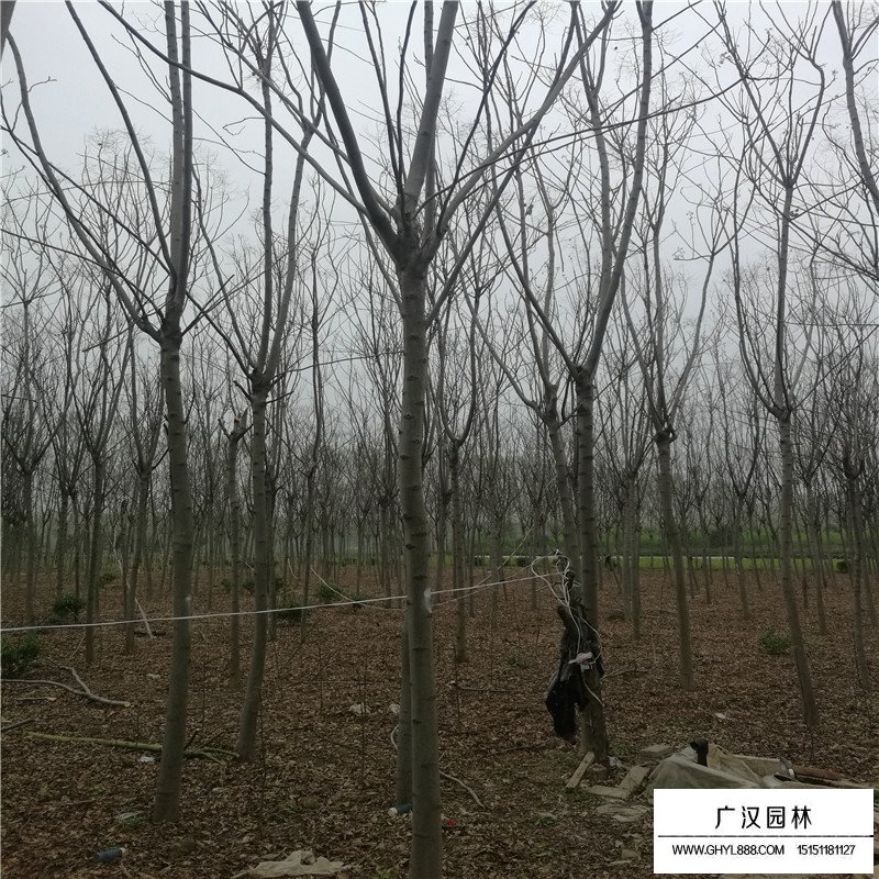 欒樹價格