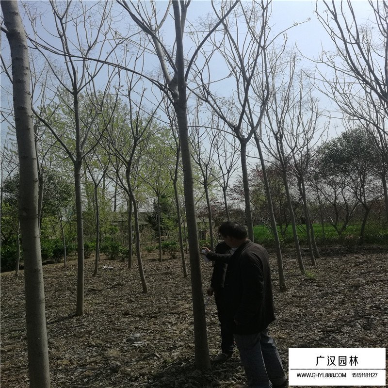 欒樹價格