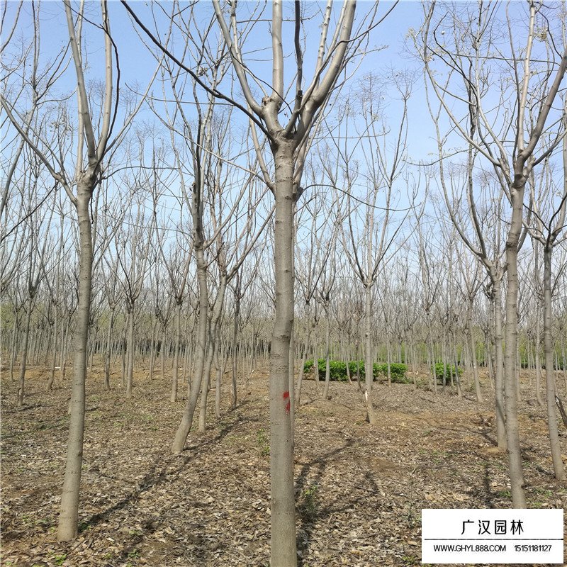 欒樹價格
