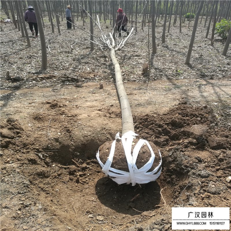 欒樹價格