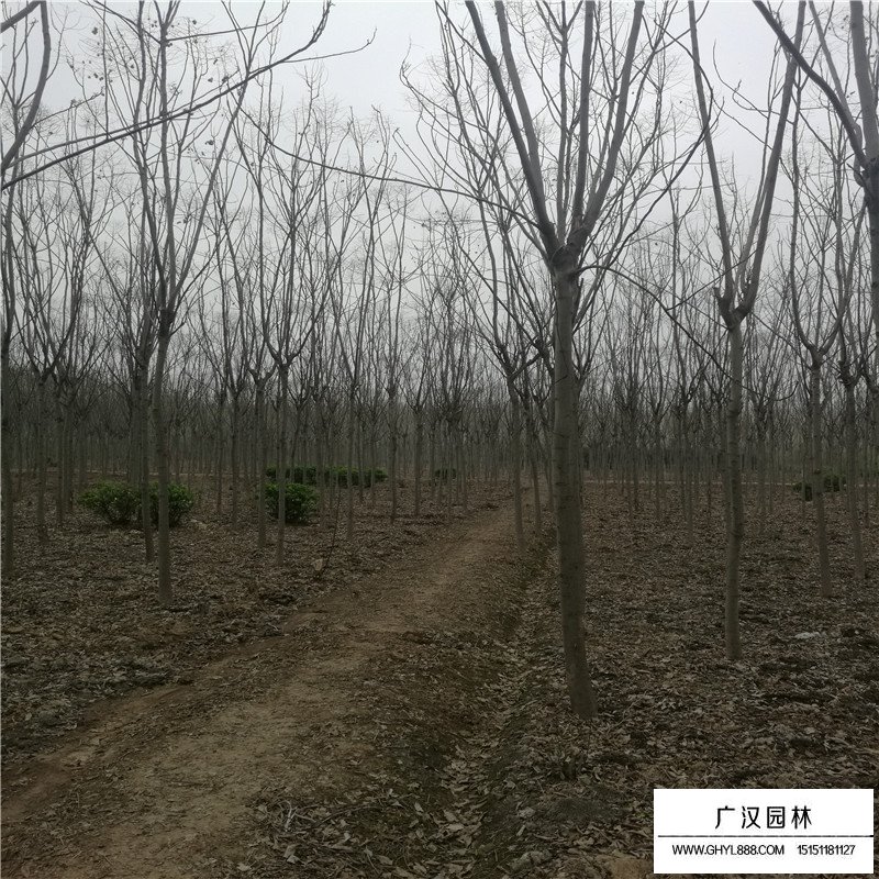 欒樹價格