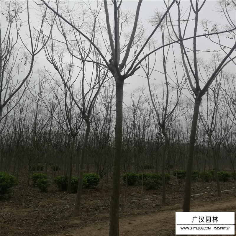 欒樹價格