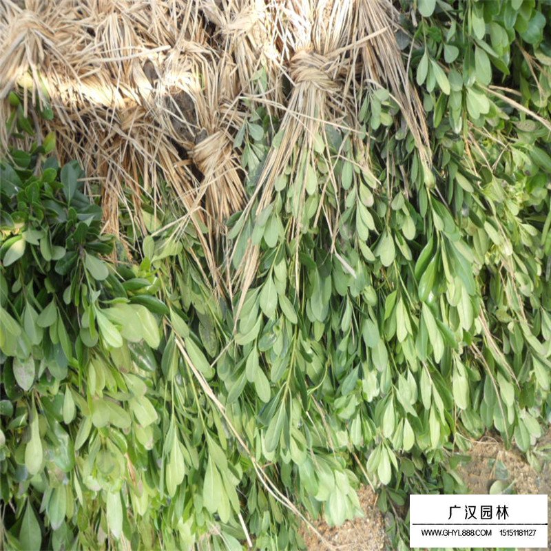 海桐苗價格