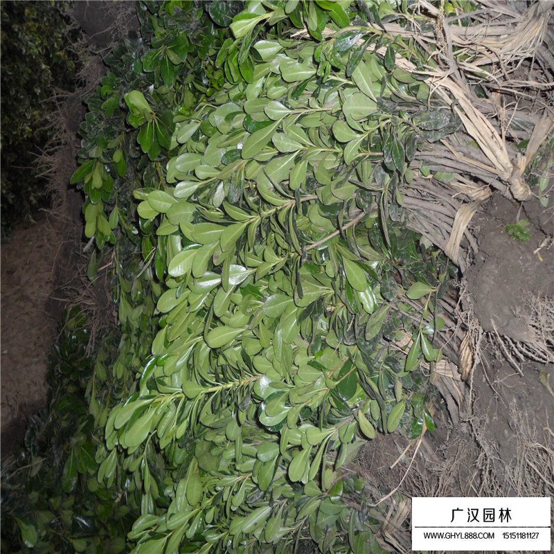 海桐苗價格