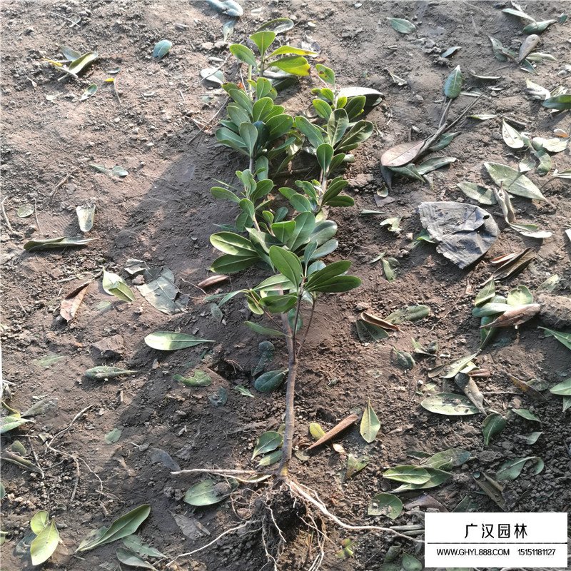 海桐苗價格