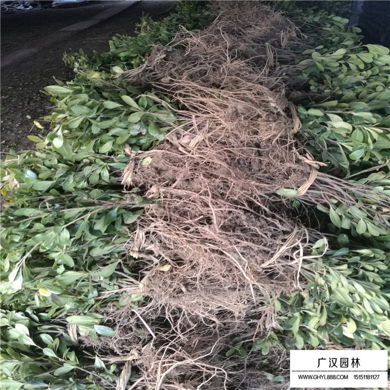 海桐苗價格