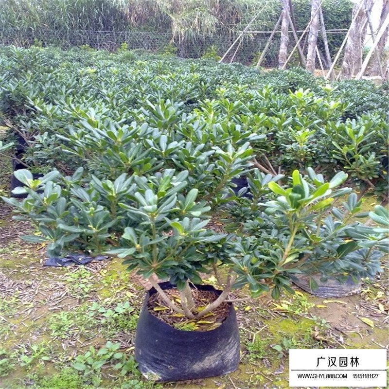 海桐苗價格