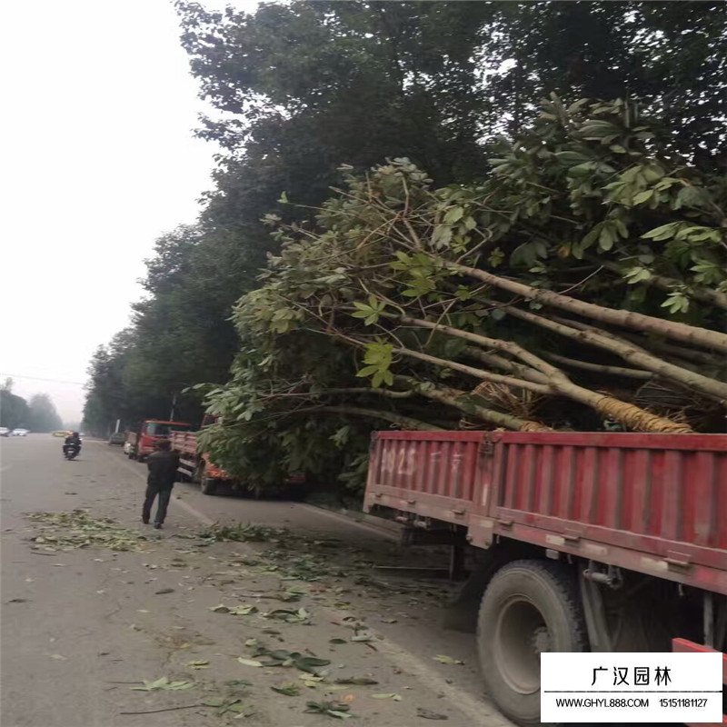 紅花七葉樹價格