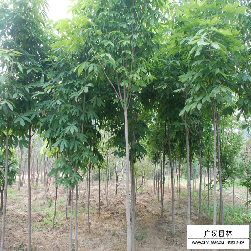 紅花七葉樹價格