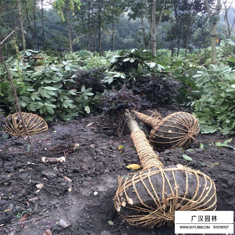 紅花七葉樹價格