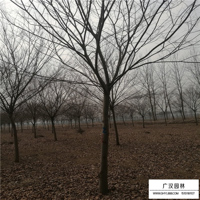 紅櫸樹價格