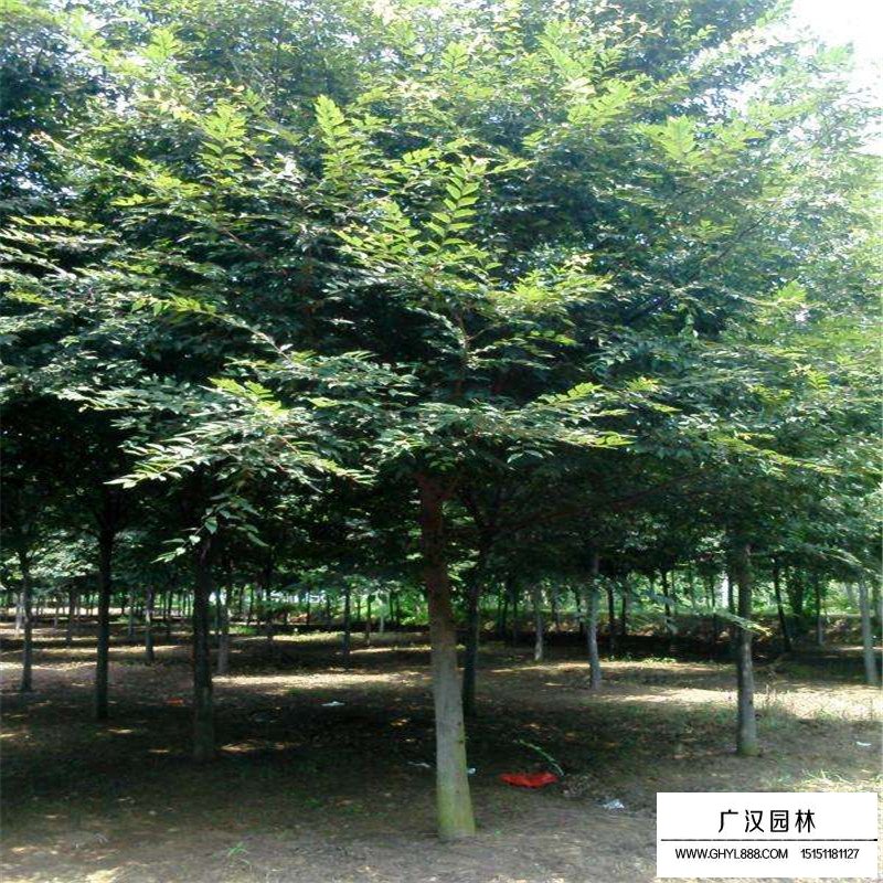紅櫸樹價格