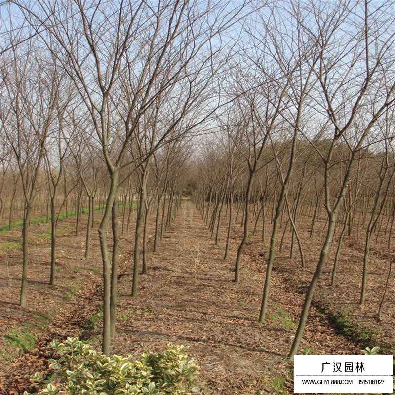 紅櫸樹價格