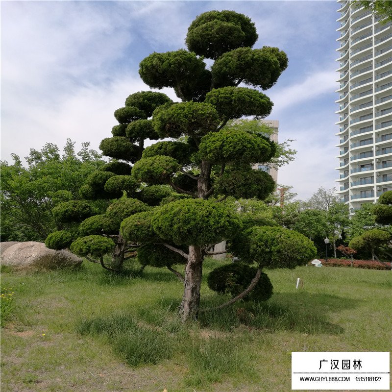 造型龍柏產地