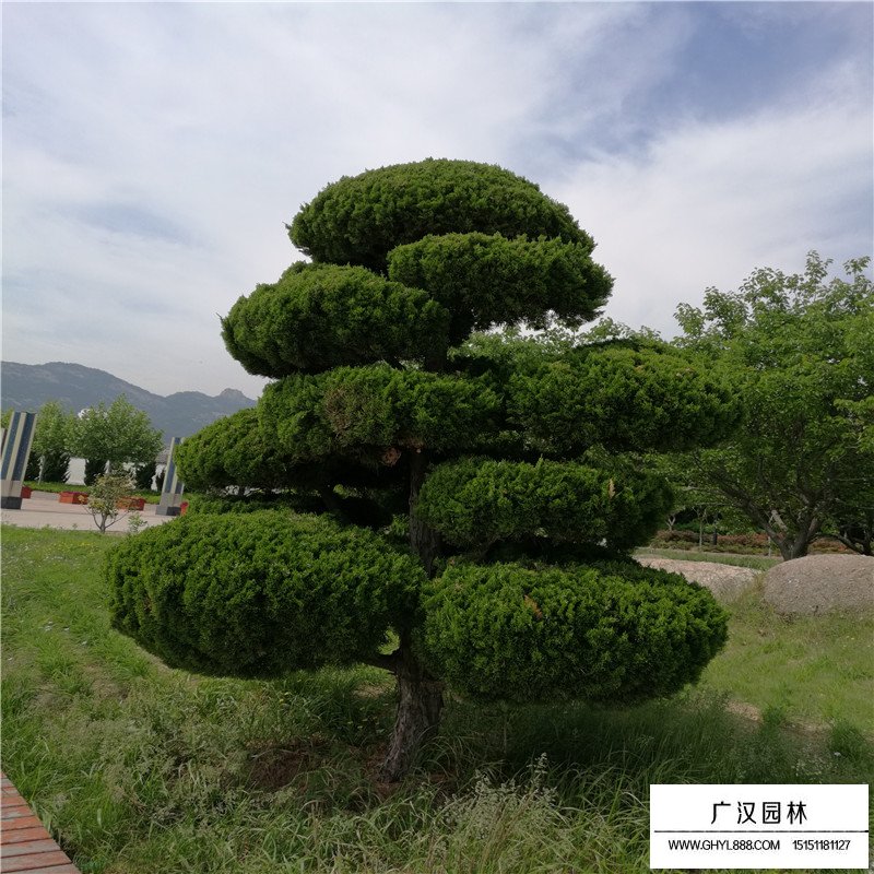 造型龍柏產地