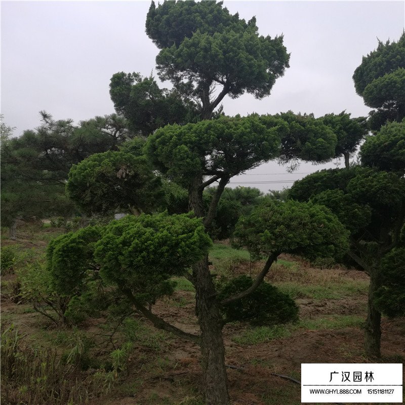 造型龍柏產地